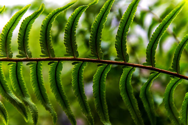 배경기술 희미함 양치식물. - silver fern 뉴스 사진 이미지