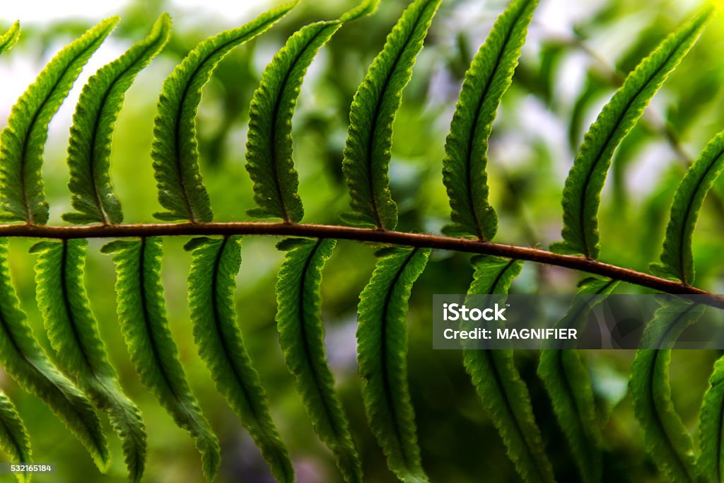 Background blur Fern. Fern Stock Photo