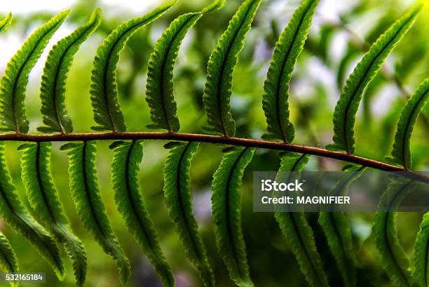 Background Blur Fern Stock Photo - Download Image Now - Fern, Silver - Metal, Silver Colored