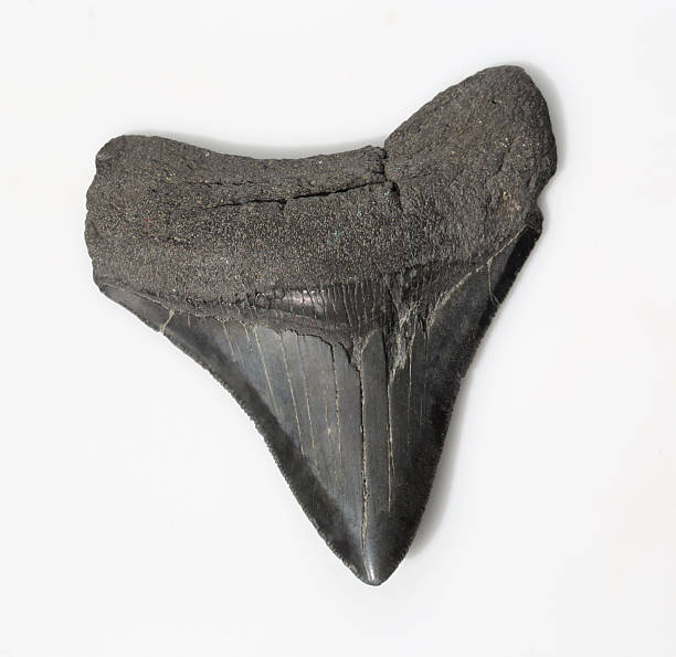 istock black megalondon fossil shark tooth 532165284