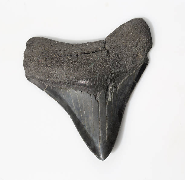 ฟันฉลามฟอสซิล megalondon สีดํา - เม็กกาโลดอน ภาพสต็อก ภาพถ่ายและรูปภาพปลอดค่าลิขสิทธิ์