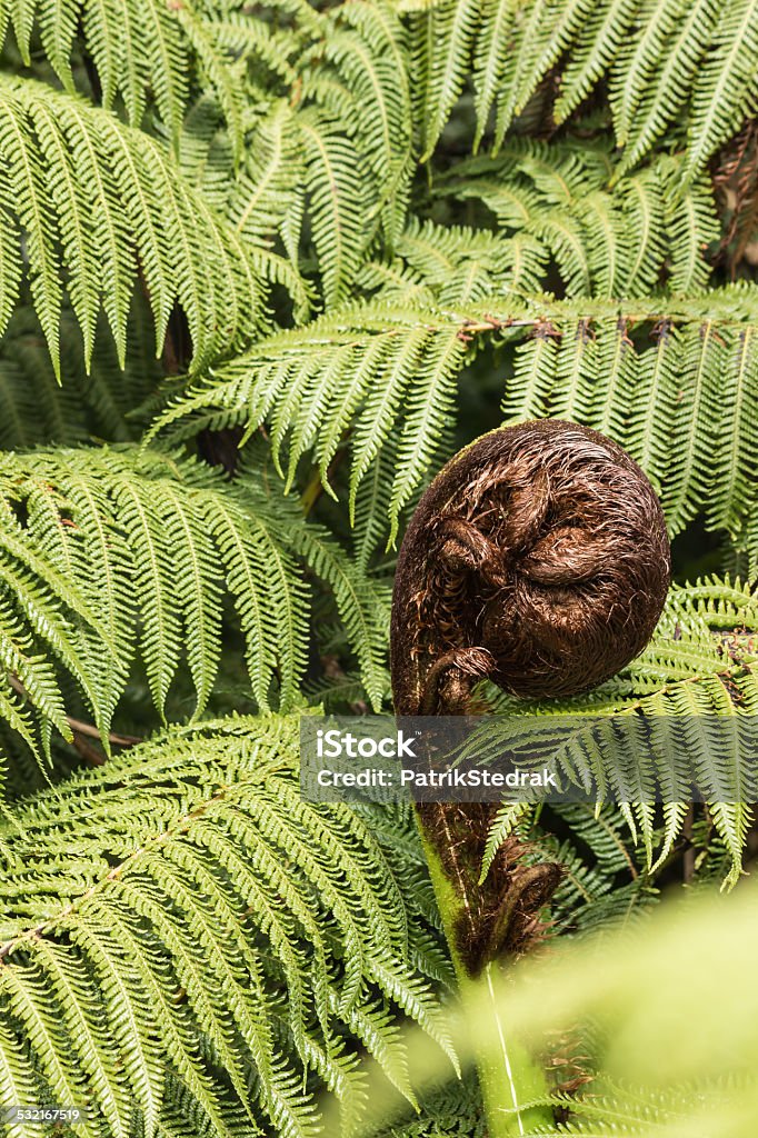 detail of koru frond detail of giant fern frond 2015 Stock Photo