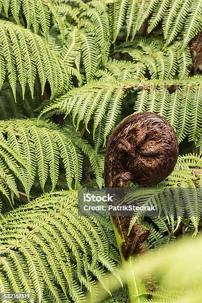 Detail Of Koru Frond Stock Photo - Download Image Now - 2015, Curled Up, Fern