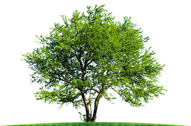 istock Beautiful green tree isolated on white background 532168242