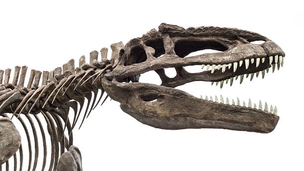 istock dinosaur skeleton, tyrannosaurus rex 532168669