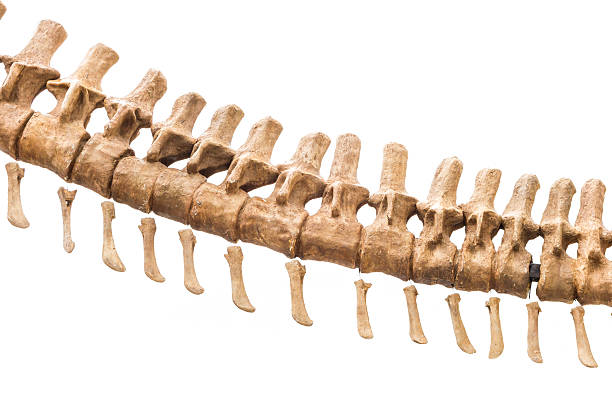 esqueleto, dinosaurio tiranosaurio - dinosaur fossil tyrannosaurus rex animal skeleton fotografías e imágenes de stock