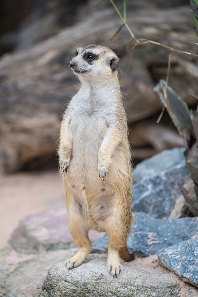 istock Meerkat standing and looking to something 532169061
