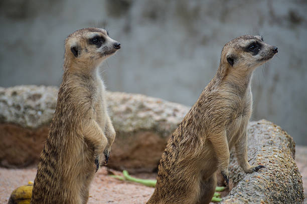 istock Two meerkat standing and looking to something 532169067