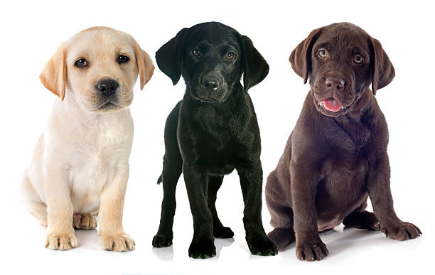 istock puppies labrador retriever 532169739