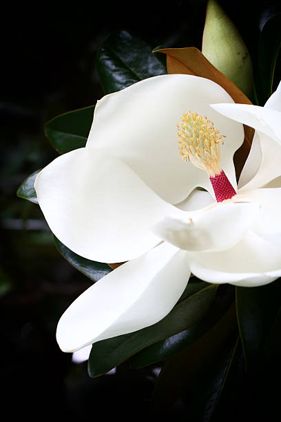 istock Flower vintage blur and little noise. 532169900