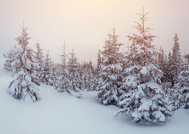 istock winter landscape trees in frost and fog 532170146