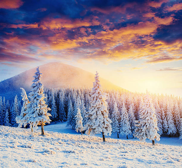 istock magical winter snow covered tree. Sunset in the Carpathians. 532170380