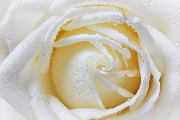 istock rose petals in water drops, vintage floral background 532170579