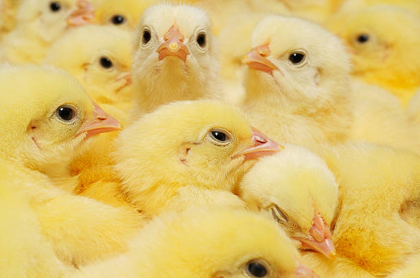 istock Group of Baby Chicks 532171733