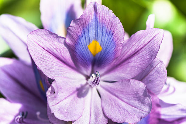 istock Common water hyacinth flower 532171868