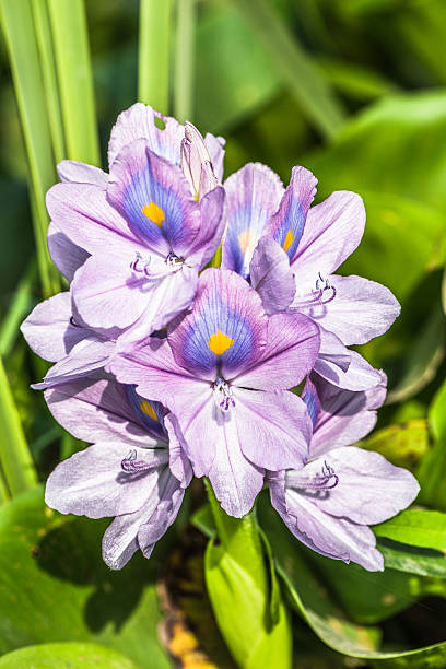 istock Common water hyacinth flower 532171974
