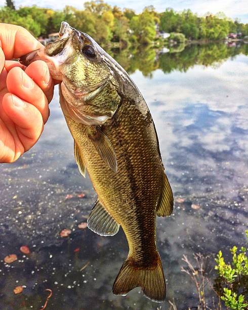 istock fishing large mouth bass 532172090