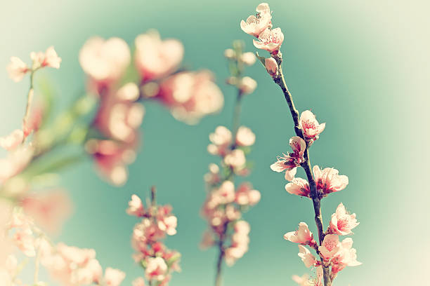 istock Flower vintage blur and little noise. 532172262
