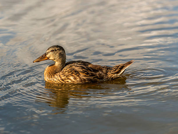 istock Female Mallard in Natural Habitat 532172281