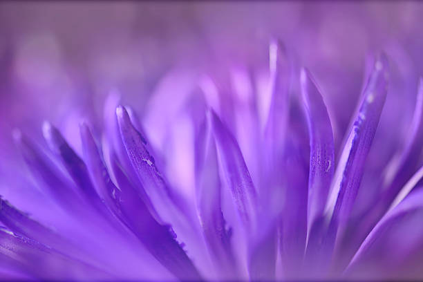 istock Digital art, purple Chrysanthemum low key 532172476