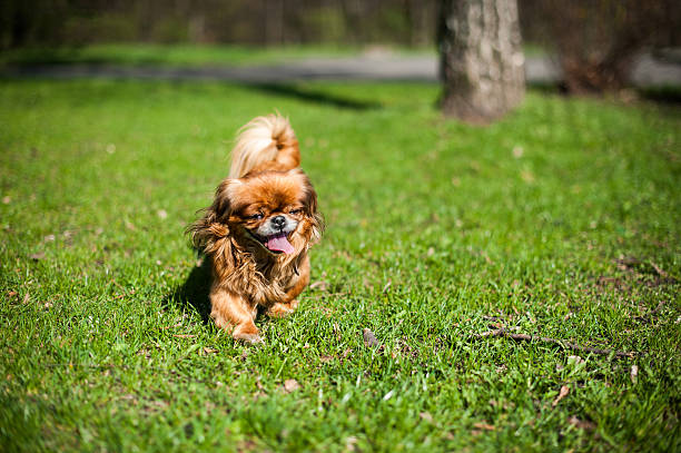 istock Cute and funny pekingese dog walking outdoors on the green 532172668