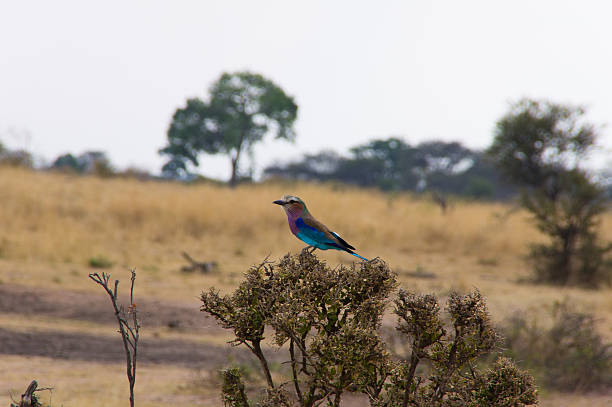 Helle bird – Foto