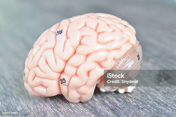 Human Brain On Wooden Background Stock Photo - Download Image Now - 2015, Anatomical Model, Anatomy