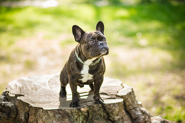 istock French bulldog on the walk in forest 532173036