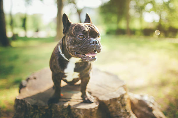 istock French bulldog on the walk in forest 532173112