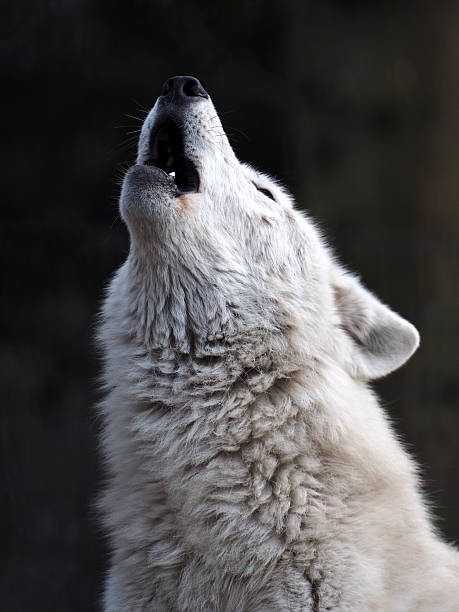 Howling White Wolf stock photo