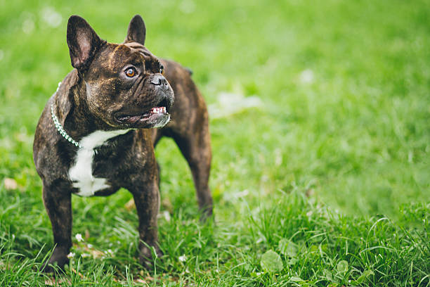 istock French bulldog on a walk with copy space 532173490