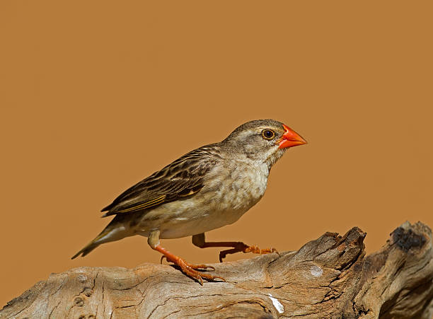 Non-breeding Female Red-Billed Quelea perched on log stock photo