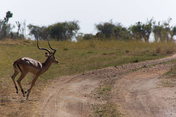 Antílope-Estrada - fotografia de stock