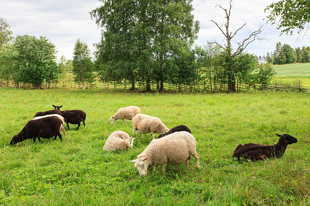 istock Herd of sheeps in the meadow 532173781