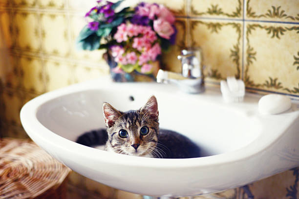 cat laying in a bathroom sink. ready to take a bath. cross processed.