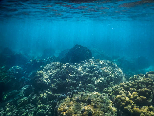 istock Underwater Coral Reef and Tropical Fish in Ocean 532174068