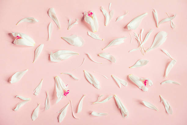 istock Delicate pink background with peony petals. Top view. 532174194