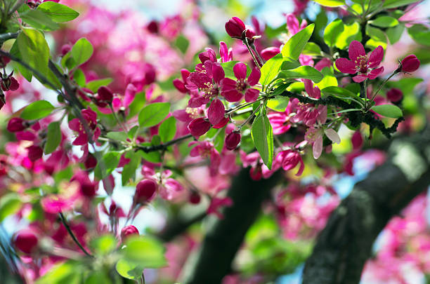 istock Beautiful Flower in spring. Natural background 532174752