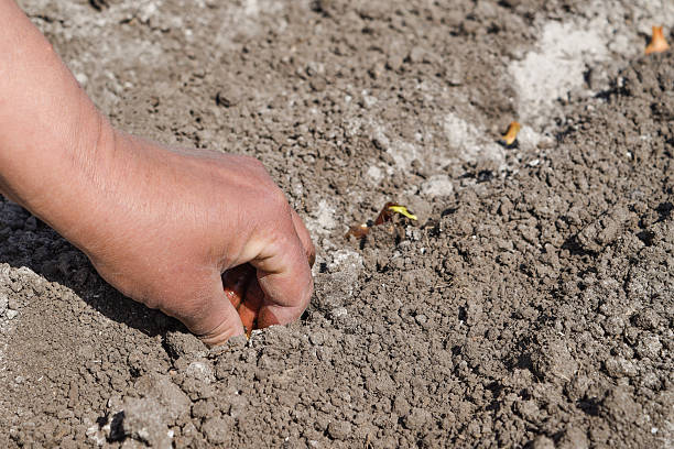 istock Human hand planting a bow to the ground 532174824