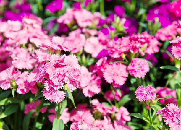 istock Dianthus flowers in the garden 532174826