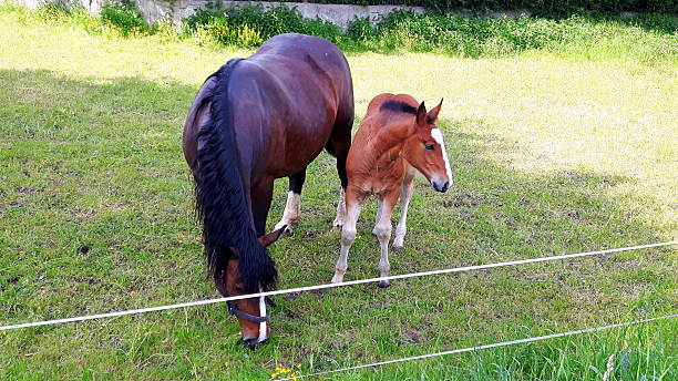 mare con potro - foal child mare horse fotografías e imágenes de stock