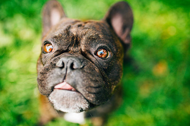 istock Curious french bulldog 532175238