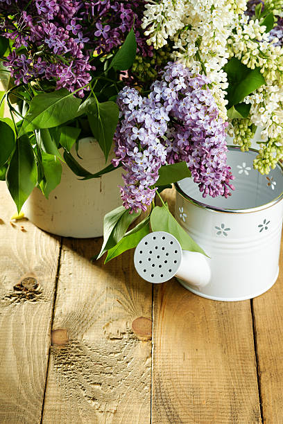 istock Purple and white lilac bunch with watering can 532175266