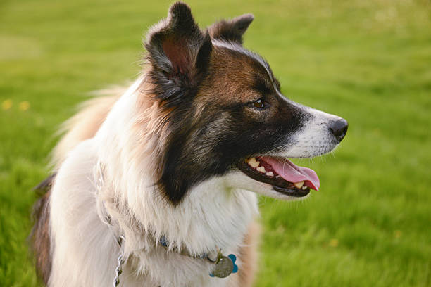 istock Profile Of A Dog 532175776