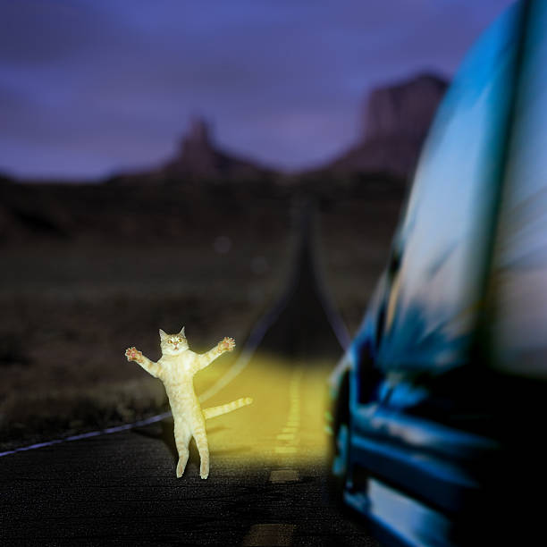 istock Funny cat is scared of car moving on the night 532176242