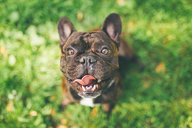 istock Smiling French Bulldog 532176576