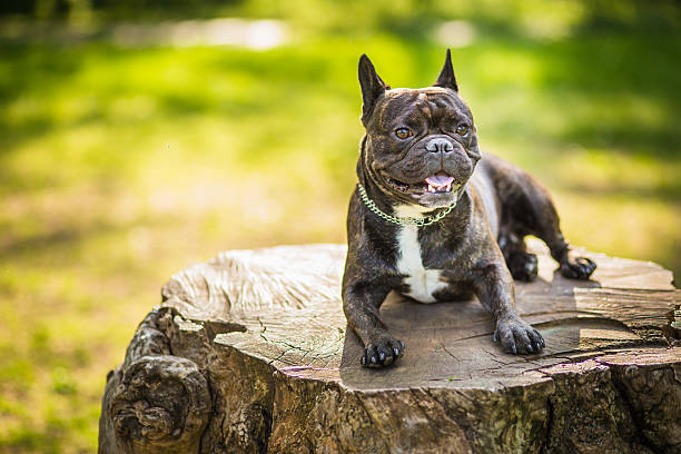 istock Dog French Bulldog on the stump 532176830