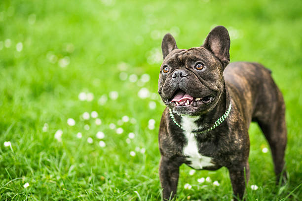 istock French bulldog on a walk with copy space 532176958
