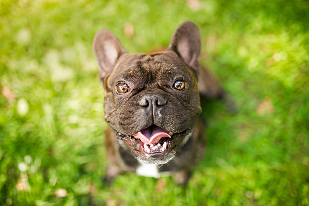 Charming French Bulldog