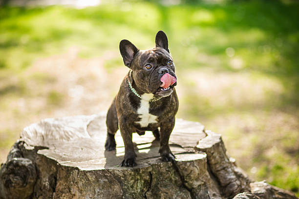 bulldog francés en el pie en el bosque - french bulldog fotografías e imágenes de stock